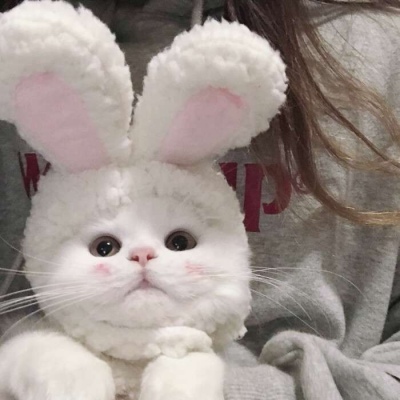 鼠猴龙